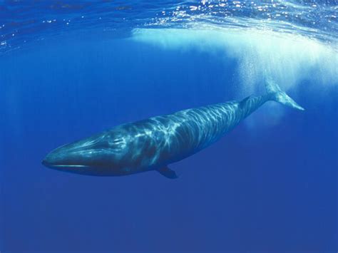 Sei Whale | Species | WWF