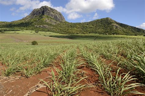 How El Nino Droughts Impact Sugar Crops Now, and Into the Future - FTS Inc.