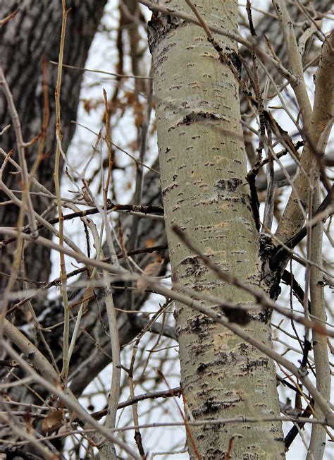 In the Company of Plants and Rocks: Tree-following: Bark