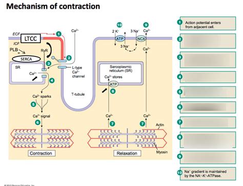 Mechanism of Muscle Contraction Diagram | Quizlet