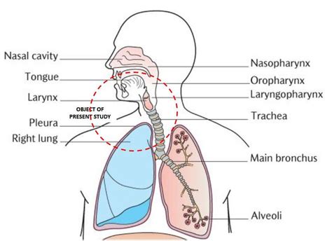 Gross Anatomy Of Lower Respiratory System