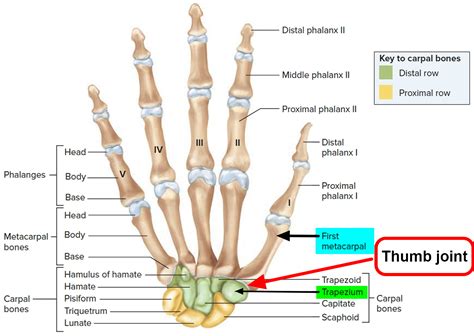 Thumb Arthritis - Causes, Symptoms, Exercises, Splint & Treatment