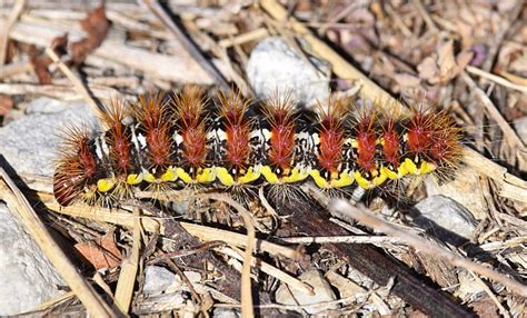 Caterpillar Identification Guide: Find Your Caterpillar With Photos and ...