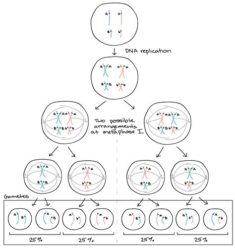 What Information About Recombination Frequencies Enables Scientists To ...