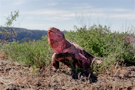 The Galápagos Pink Iguana: A Striking and Endangered Species ...