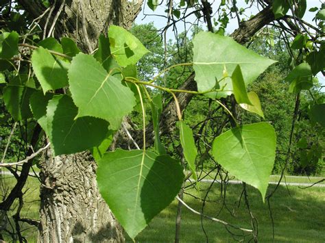 eastern cottonwood – Woody Plants of Ohio