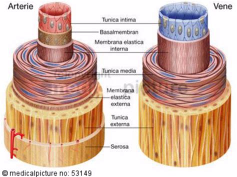 Artery and vein - Wall structure (labelled) - DocCheck