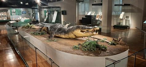 The Sad Tale of Lolong (National Museum of Natural History, Manila) – B ...