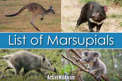 List Of Marsupials With Pictures & Facts: Examples Of Marsupial Species