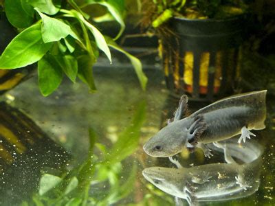 Setting Up Axolotl Aquarium - Tank Size, Filter, Plants, Decor & More ...