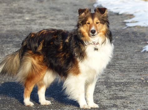 Sheltie Colors - Twin Tiers Sheltie Rescue