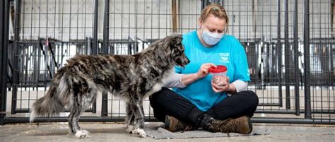 Volunteer with our Animal Rescue Team | The Humane Society of the ...