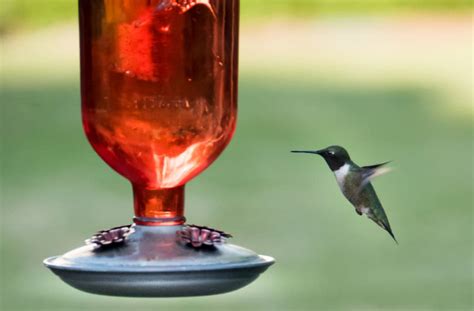 An easy hummingbird food recipe for bringing more to your garden