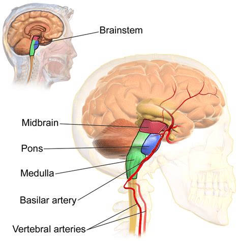 Difference Between Brainstem and Spinal Cord | Compare the Difference ...