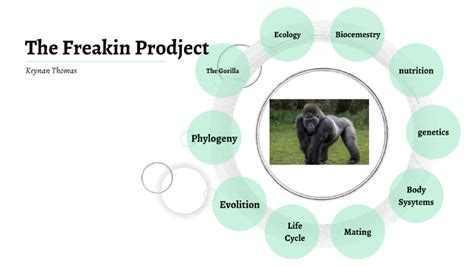 a gorilla's life cycle - jerica-deleston