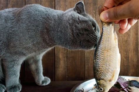 Can Cats Eat Fish? | 18 Delicious Options | Bella & Duke