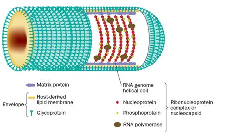 Rabies Virus- An Overview