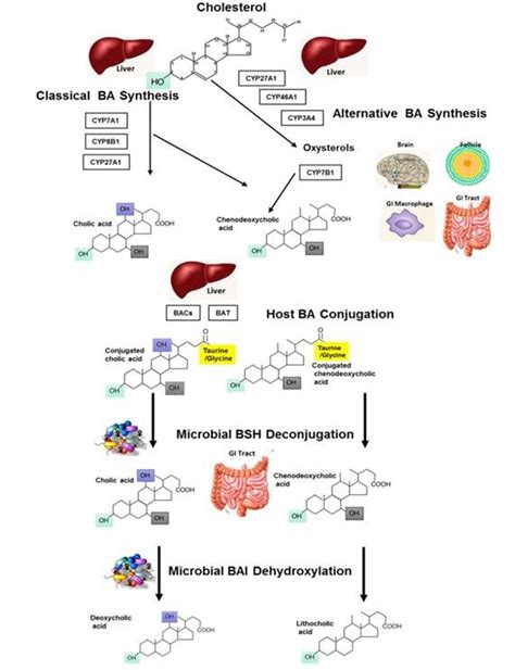 Metabolism of bile acids: Bile acid synthesis occurring in the liver ...