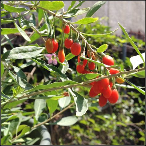 Plants For Sale: Goji Berry