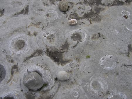 Fossils: Lyme Regis Fossils