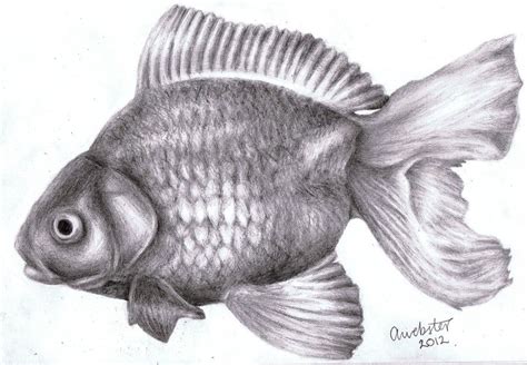 Realistic Pencil Realistic Fish Drawing Easy - pic-connect