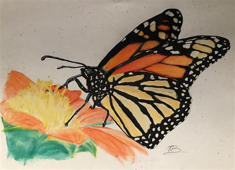 Butterfly Drawing Colour Pencil