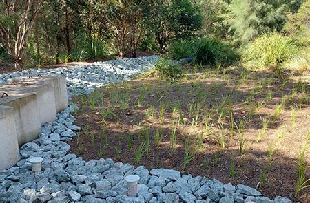 Bioretention basin maintenance Brisbane | Total Environmental Concepts