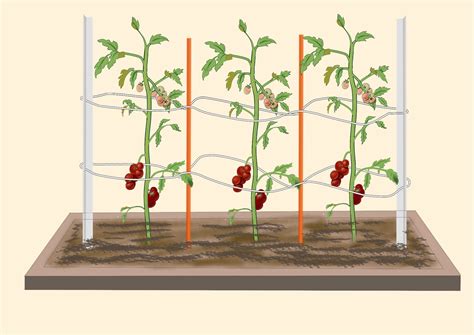 Innovative home gardening ideas!: Tomato Stake