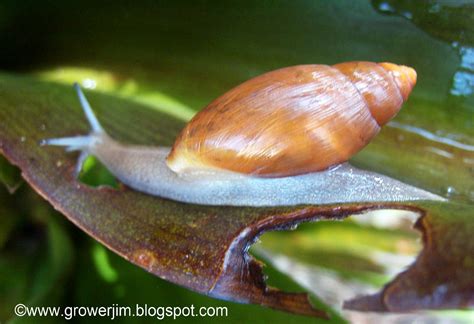 Garden Adventures: Creature Feature - the "good" snail