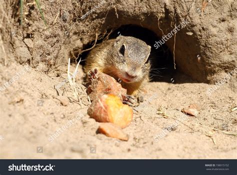 Ground Squirrel Burrow Stock Photo 198015152 | Shutterstock