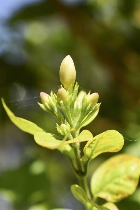 A Beautiful Mogara, Arabian Jasmine Flower Stock Image - Image of ...