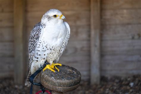 17 Incredible White Birds of Prey (ID Guide with Pictures)