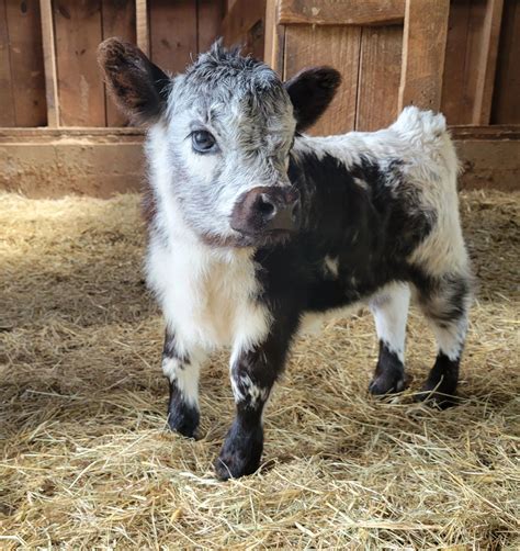 HSB Mini Cattle - Mini Highlands and High Park Calves