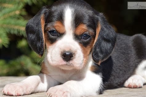 Beaglier puppy for sale near Sioux Falls / SE SD, South Dakota ...