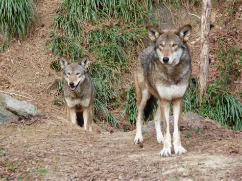 White Wolf : Rare Endangered American Red Wolf Pups Born On Friday Bear ...