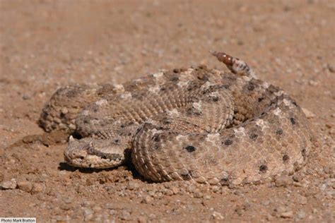 Sidewinder Snake Facts: Desert Animal With A Distinctive Sideways Crawl