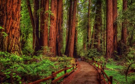 Redwood Desktop Wallpapers - Top Free Redwood Desktop Backgrounds ...