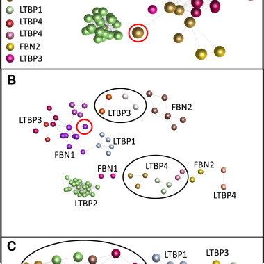 Expression of fibrillin/LTBP gene family members. | Download Scientific ...