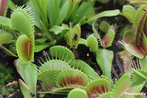 carnivorous plant care - Complete Gardering