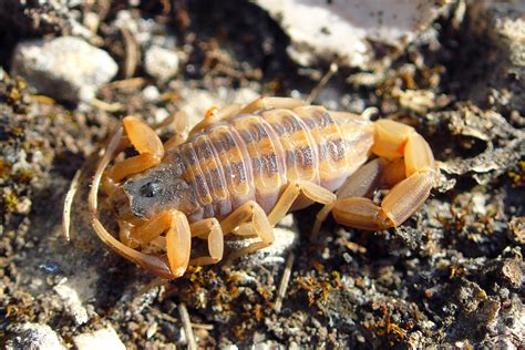 Striped Bark Scorpion (Centruroides vittatus) | A Striped Ba… | Flickr