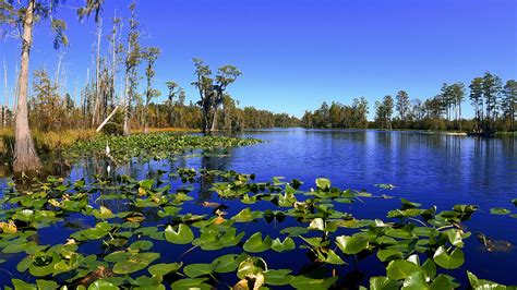 Okefenokee Swamp Camping