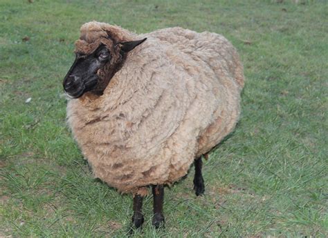 Baa Baa - Female Sheep in QLD - PetRescue