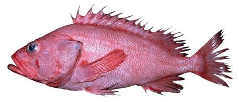 Shortraker rockfish - Alchetron, The Free Social Encyclopedia