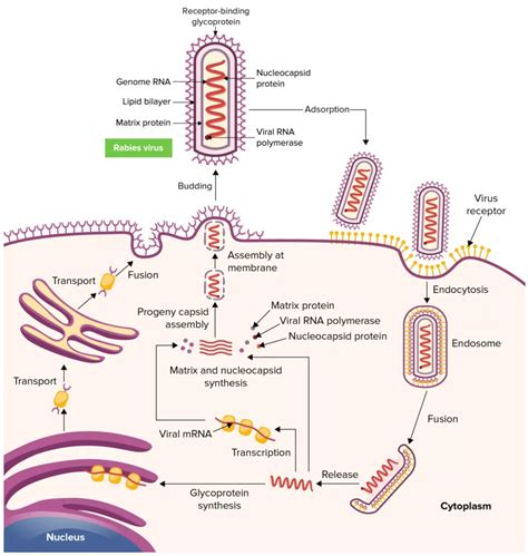 Rabies Virus - Structure, Genome Organization, Pathogenesis ...