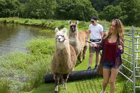 Llama Trekking and Walks | Watertown Llamas