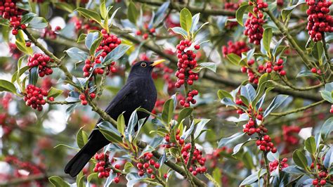 Trees with red berries: our favorite red berry trees | Country