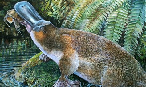 Prehistoric platypuses with bite - Australian Geographic