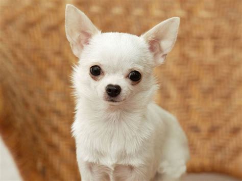 Chó Chihuahua thuần chủng giá rẻ TP.HCM Gò Vấp