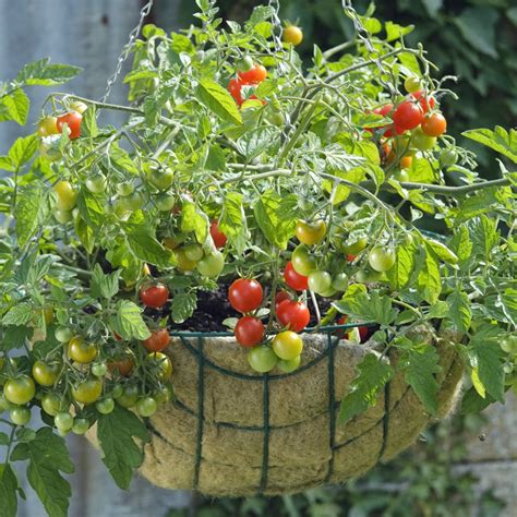 Lizzano - Cherry Tomato Plant | GrowJoy.com