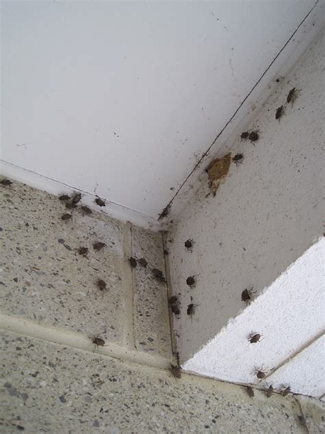 brown marmorated stink bug aggregation in residence - Entomology Today